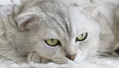 金年会官网-中国女足联赛开赛在即，球迷期待队伍的表现，中国女足足球比赛